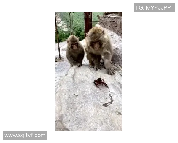 狼母猴子进场互换前排Elyoya巨魔拼死抢下小龙精彩瞬间回顾 狼母猴子进场互换前排Elyoya巨魔拼死抢下小龙精彩瞬间回顾